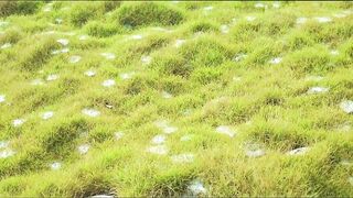 Ченинган и Лембонган Индонезия паучье логово прыжок самоубийцы и тропические виды без цензуры