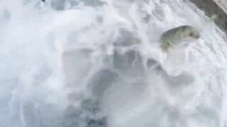 Береговая морская рыбалка в Salalah Oman, bluefish на волне Shimano Saragosa 6000 и Poseidon II