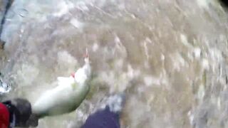 Береговая морская рыбалка в Salalah Oman, bluefish на волне Shimano Saragosa 6000 и Poseidon II