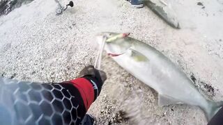 Береговая морская рыбалка в Salalah Oman, bluefish на волне Shimano Saragosa 6000 и Poseidon II