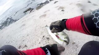 Береговая морская рыбалка в Salalah Oman, bluefish на волне Shimano Saragosa 6000 и Poseidon II