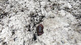 Остров Chumbe, Танзания полный обзор заповедника и стоит ли планировать тут рыбалку