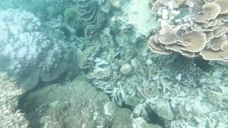 Остров Chumbe, Танзания полный обзор заповедника и стоит ли планировать тут рыбалку