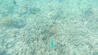 Остров Chumbe, Танзания полный обзор заповедника и стоит ли планировать тут рыбалку