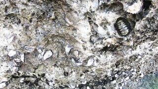 Остров Chumbe, Танзания полный обзор заповедника и стоит ли планировать тут рыбалку