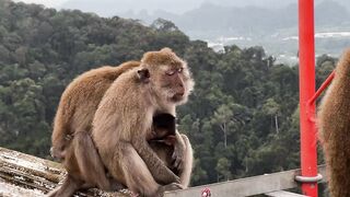 Таиланд в ноябре, Krabi пляж Klong Muang ловим крабов идём в Tiger Cave Temple и пробуем еду