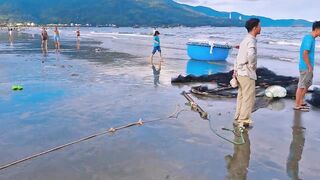 [4K 60fps] Da Nang вытаскиваем морской невод на берег и смотрим какой улов достали местные рыбаки