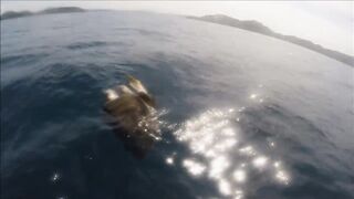 Gulf of Papagayo Costa Rica прогулка на лодке снорклинг и стоит ли брать снасти для рыбалки