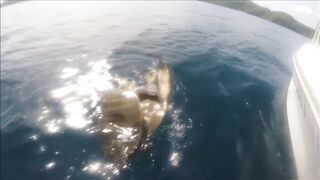 Gulf of Papagayo Costa Rica прогулка на лодке снорклинг и стоит ли брать снасти для рыбалки