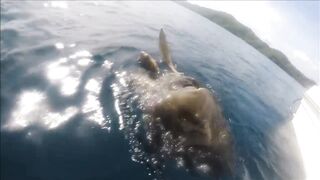 Gulf of Papagayo Costa Rica прогулка на лодке снорклинг и стоит ли брать снасти для рыбалки