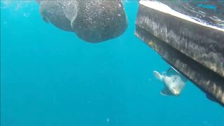 Gulf of Papagayo Costa Rica прогулка на лодке снорклинг и стоит ли брать снасти для рыбалки