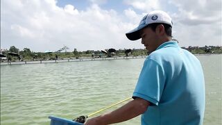 Vietnam Fishing TV: чёрный амур Trắm Đen с пруда и зрелищная трофейная рыбалка во Вьетнаме