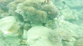 Sea Walking Phuket Coral Island прогулка по дну в шлемах и как тут с рыбой у рифов