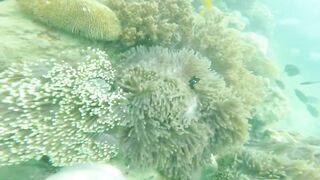 Sea Walking Phuket Coral Island прогулка по дну в шлемах и как тут с рыбой у рифов