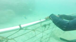 Sea Walking Phuket Coral Island прогулка по дну в шлемах и как тут с рыбой у рифов