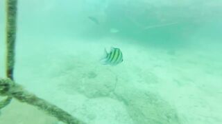 Sea Walking Phuket Coral Island прогулка по дну в шлемах и как тут с рыбой у рифов