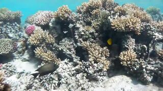 Red Sea Egypt: морская рыбалка в Marsa Alam выезд в море и трофеи на борту катера