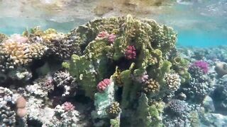 Red Sea Egypt: морская рыбалка в Marsa Alam выезд в море и трофеи на борту катера