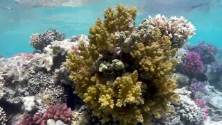 Red Sea Egypt: морская рыбалка в Marsa Alam выезд в море и трофеи на борту катера