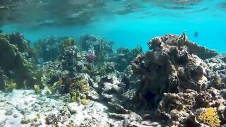Red Sea Egypt: морская рыбалка в Marsa Alam выезд в море и трофеи на борту катера