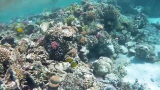 Red Sea Egypt: морская рыбалка в Marsa Alam выезд в море и трофеи на борту катера
