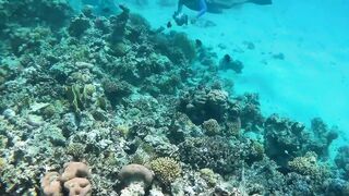 Red Sea Egypt: морская рыбалка в Marsa Alam выезд в море и трофеи на борту катера