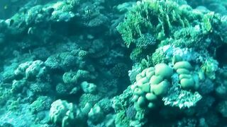 Red Sea Egypt: морская рыбалка в Marsa Alam выезд в море и трофеи на борту катера