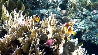 Red Sea Egypt: морская рыбалка в Marsa Alam выезд в море и трофеи на борту катера