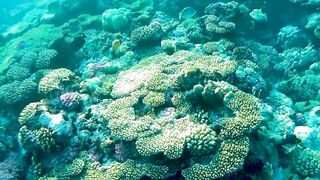 Red Sea Egypt: морская рыбалка в Marsa Alam выезд в море и трофеи на борту катера