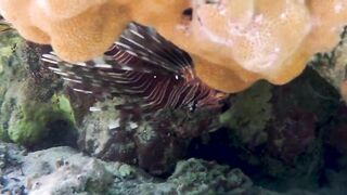 Red Sea Egypt: морская рыбалка в Marsa Alam выезд в море и трофеи на борту катера