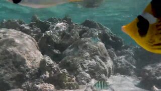 Red Sea Egypt: морская рыбалка в Marsa Alam выезд в море и трофеи на борту катера