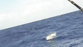 Big game pêche Las Terrenas Доминикана трофейная морская рыбалка крупная океанская рыба