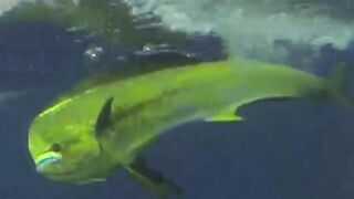 Big game pêche Las Terrenas Доминикана трофейная морская рыбалка крупная океанская рыба