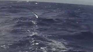 Big game pêche Las Terrenas Доминикана трофейная морская рыбалка крупная океанская рыба