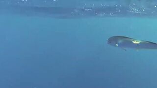 Big game pêche Las Terrenas Доминикана трофейная морская рыбалка крупная океанская рыба