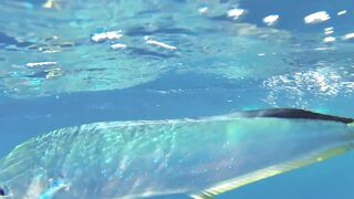 Big game pêche Las Terrenas Доминикана трофейная морская рыбалка крупная океанская рыба