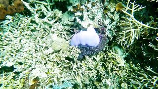 Корон Бусуанга: семь чудес Филиппин и стоит ли планировать тут рыбалку с лодки по лагунам