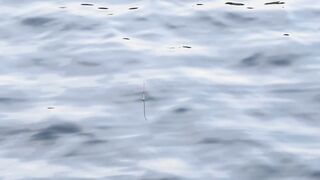 Vietnam Fishing TV: рыбалка на карася в пруду с сильным течением во Вьетнаме