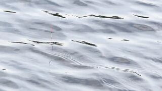 Vietnam Fishing TV: рыбалка на карася в пруду с сильным течением во Вьетнаме