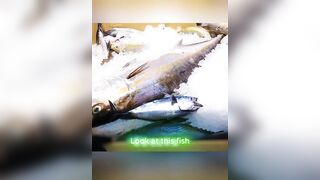 Hainan рыбалка на Хайнане за 10000 юаней 60 кг red snapper за три дня и две ночи в море