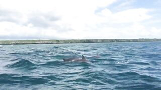 Zanzibar Kizimkazi прогулка к дельфинам утренний океан и выход в море с рыбацких лодок деревни