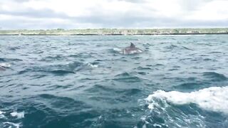 Zanzibar Kizimkazi прогулка к дельфинам утренний океан и выход в море с рыбацких лодок деревни