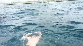 Zanzibar Kizimkazi прогулка к дельфинам утренний океан и выход в море с рыбацких лодок деревни