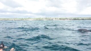 Zanzibar Kizimkazi прогулка к дельфинам утренний океан и выход в море с рыбацких лодок деревни