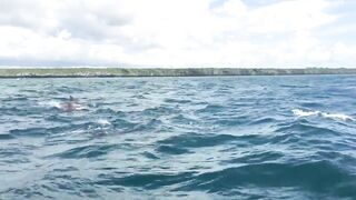 Zanzibar Kizimkazi прогулка к дельфинам утренний океан и выход в море с рыбацких лодок деревни