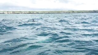 Zanzibar Kizimkazi прогулка к дельфинам утренний океан и выход в море с рыбацких лодок деревни