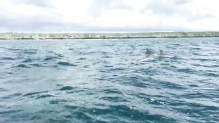 Zanzibar Kizimkazi прогулка к дельфинам утренний океан и выход в море с рыбацких лодок деревни