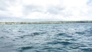 Zanzibar Kizimkazi прогулка к дельфинам утренний океан и выход в море с рыбацких лодок деревни