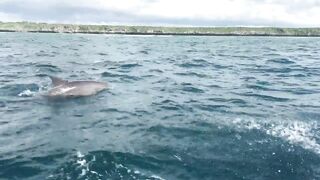 Zanzibar Kizimkazi прогулка к дельфинам утренний океан и выход в море с рыбацких лодок деревни