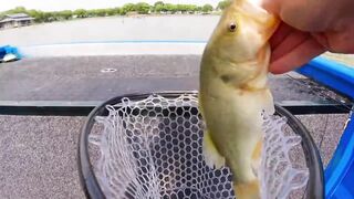 Bass fishing weekend, рыбалка на басса под Шанхаем и расслабленные выходные на городских водоёмах